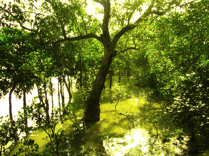 File:Sundarbans 02.jpg