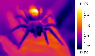 File:Wiki tarantula.jpg