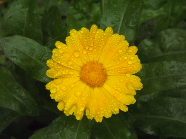 File:Calendula officinalis 01.jpg