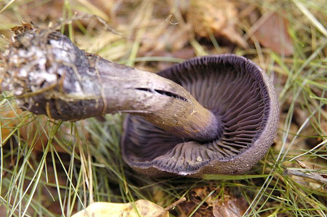 Файл:Cortinarius.violaceus2.-.lindsey.jpg