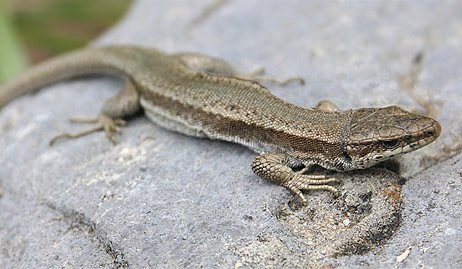 File:Lezard des Pyrenees.jpg