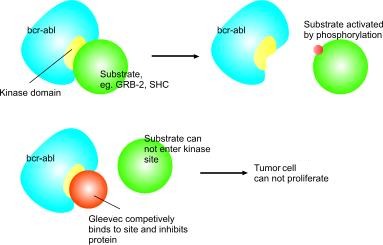 File:Mechanism imatinib.jpg