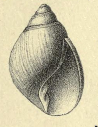 File:Microglyphis perconica 001.jpg