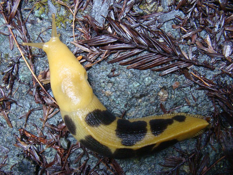 File:Somesortofslug.jpg