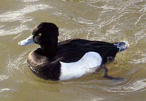 File:Tufted.duck.arp.500pix.jpg