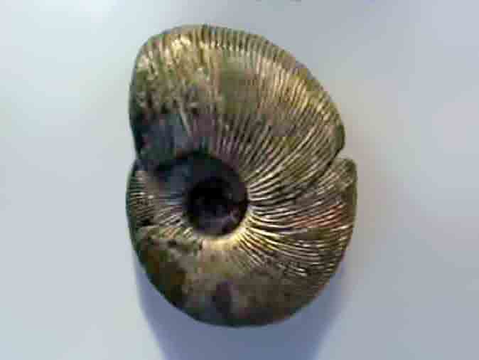 File:Ammonoidea - Pectinatites pectinatus.jpg