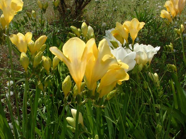 Archivo:Freesia.jpg