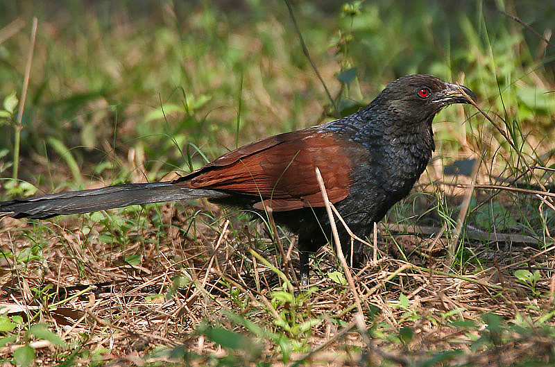 File:Greater Coucal (Centropus sinensis) in Kolkata I IMG 3240.jpg