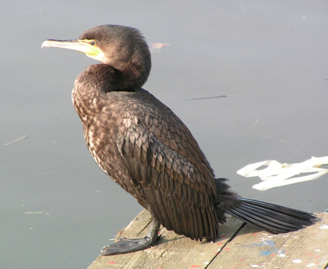 Archivo:Phalacrocorax carbo1.jpg