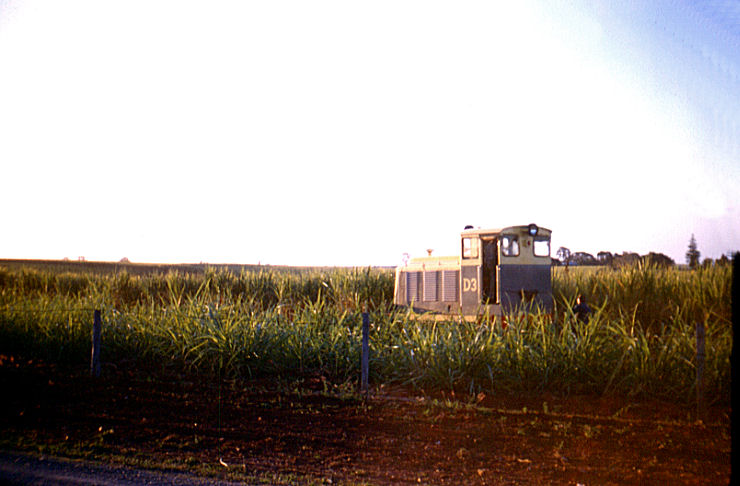 File:Sugar Cane fields Queensland.jpg