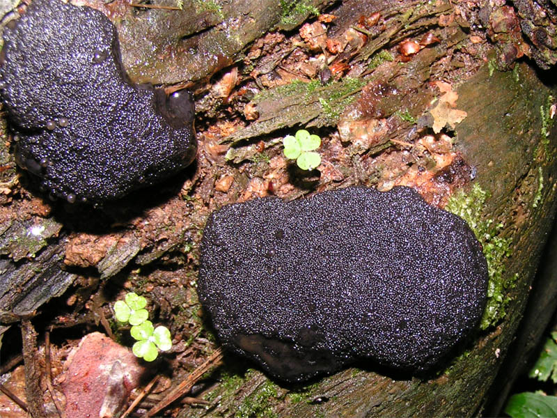 Файл:Unidentified myxomycete 2005-08-07.jpg