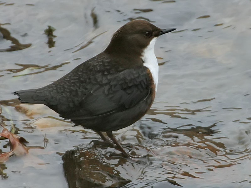 Файл:Cinclus cinclus R(ThKraft).jpg