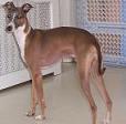 Italian Greyhound