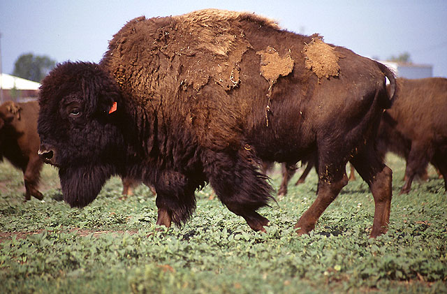 File:Bison herd.jpg