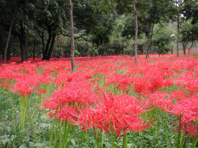 Archivo:Lycoris radiata Ans1.jpg