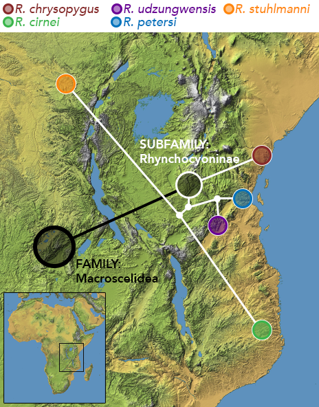 File:Rhynchocyoninae subfamily ancestral biogeography.png