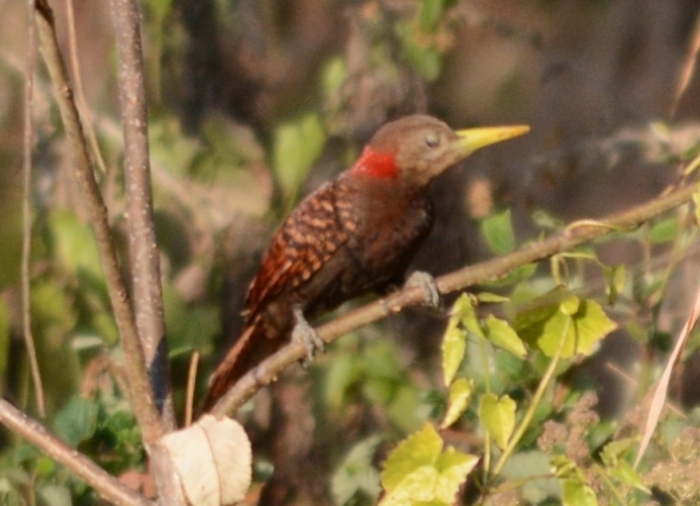 Файл:Bay Woodpecker Blythipicus pyrrhotis Mizoram (2).JPG