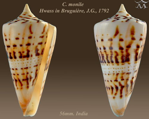 File:Conus monile 2.jpg