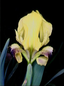 Archivo:Iris pseudopumila02.jpg