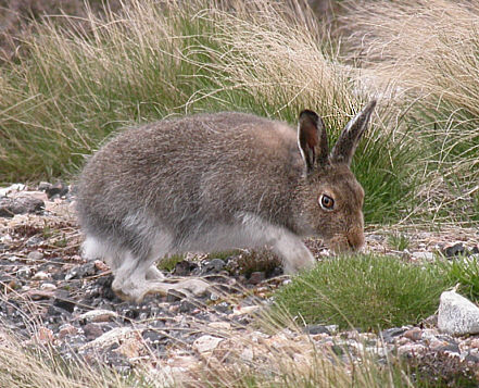 Файл:Lepus timidus 01.jpg