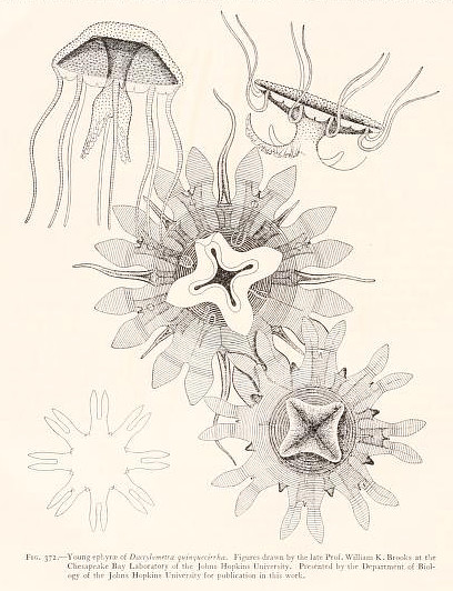 Archivo:Memorial pamphlet containing certain drawings of Medusae-fig.372.jpg