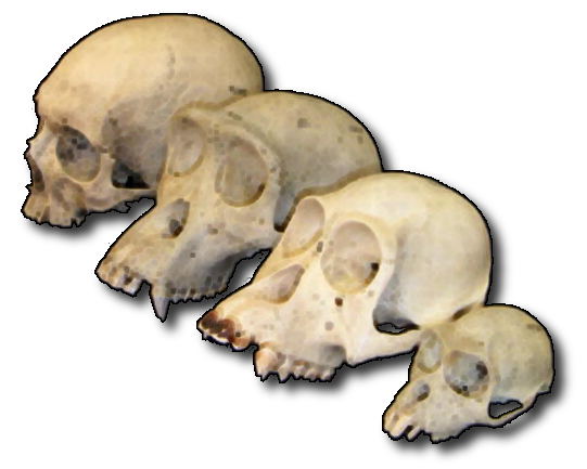 File:Primate skull series.png