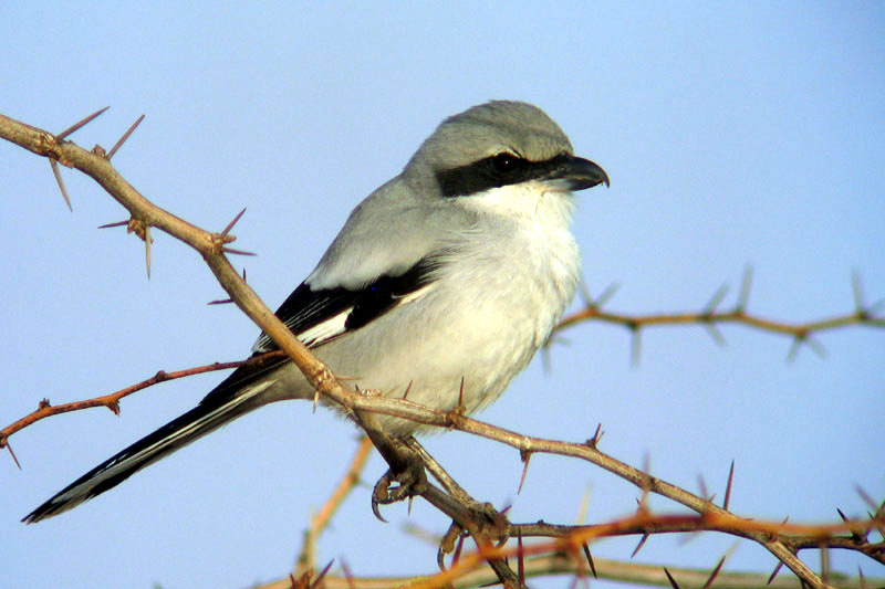 Archivo:Southern grey shrike.jpg