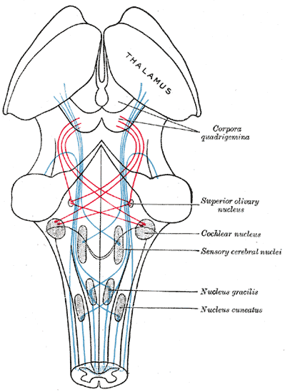 File:Gray713.png