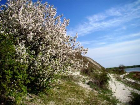 Файл:Malus sylvestris in Volgograd Oblast 001.JPG