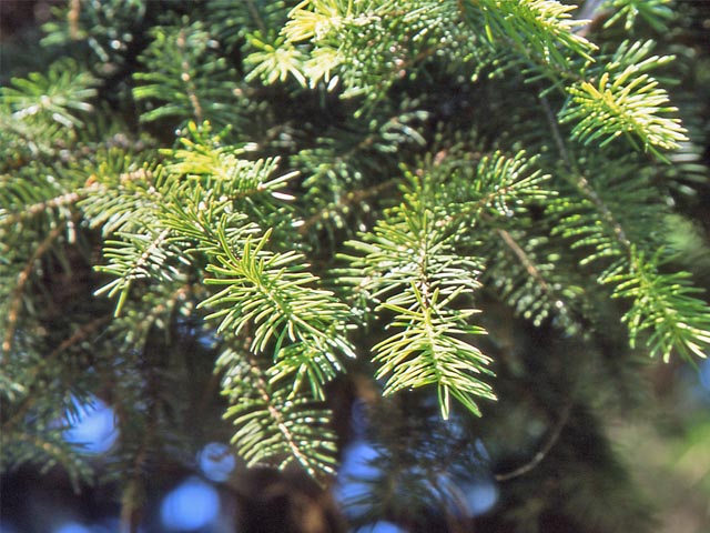 File:Picea maximowiczii.JPG