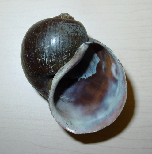 File:Pomacea insularum shell 3.jpg