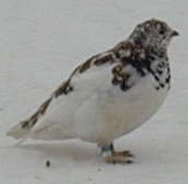 Файл:White-tailed Ptarmigan.jpg