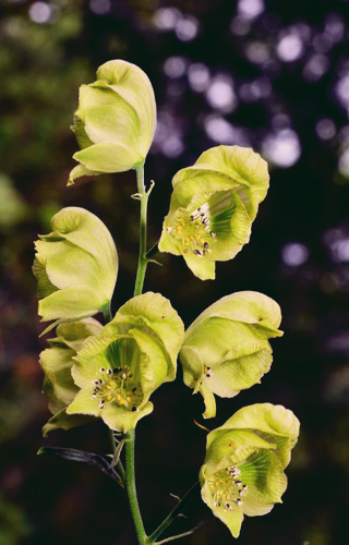 Файл:Aconitum koreanum.jpg