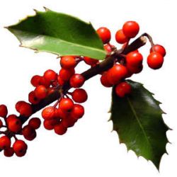 File:English holly.jpg