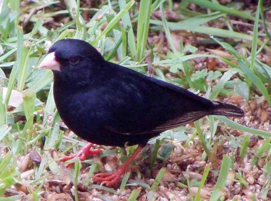 Файл:Male Variable Indigobird (Vidua funerea).jpg