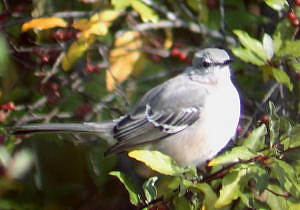 File:Northern Mockingbird.jpg