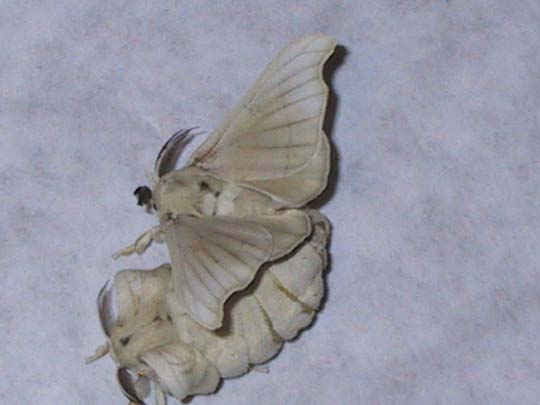 File:Pairedmoths.jpg