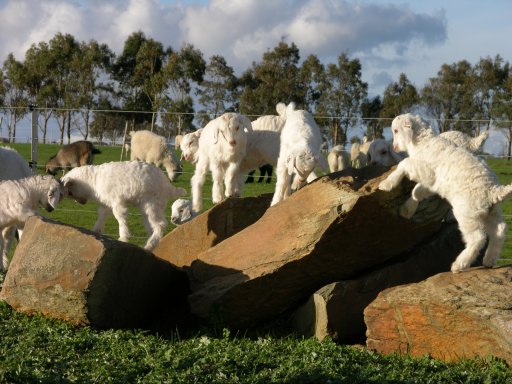 File:Cashmere Goat Kids at play.jpg