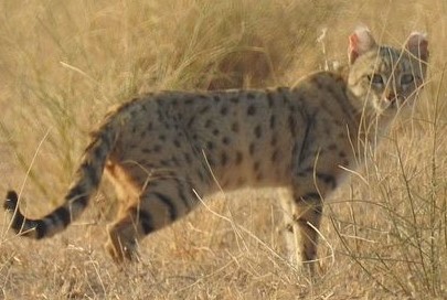 File:Felis silvestris ornata.jpg