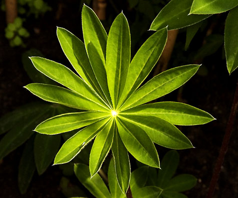 File:Lupin Leaf.jpg