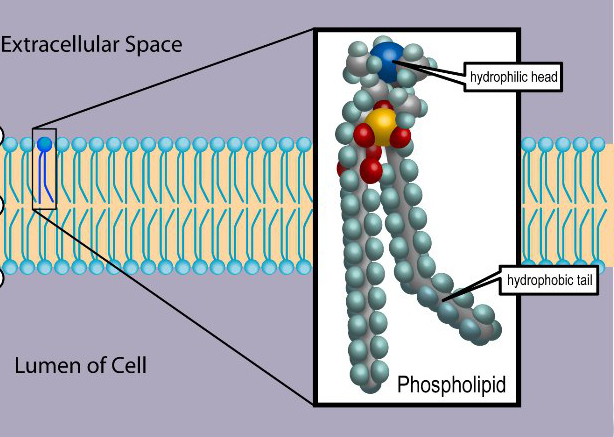 File:Phospholipid TvanBrussel.edit.jpg