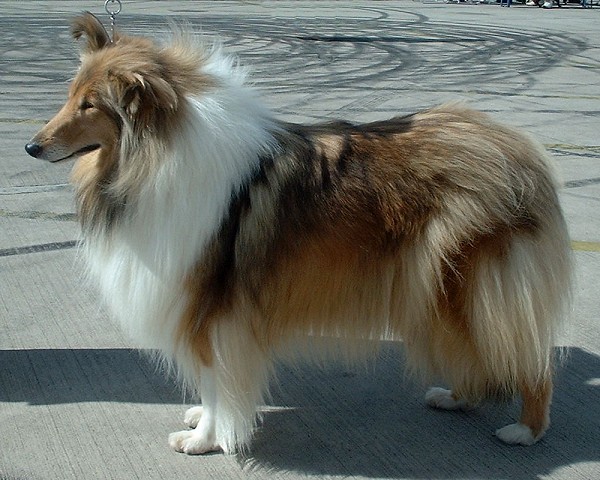 Archivo:Rough Collie 600.jpg