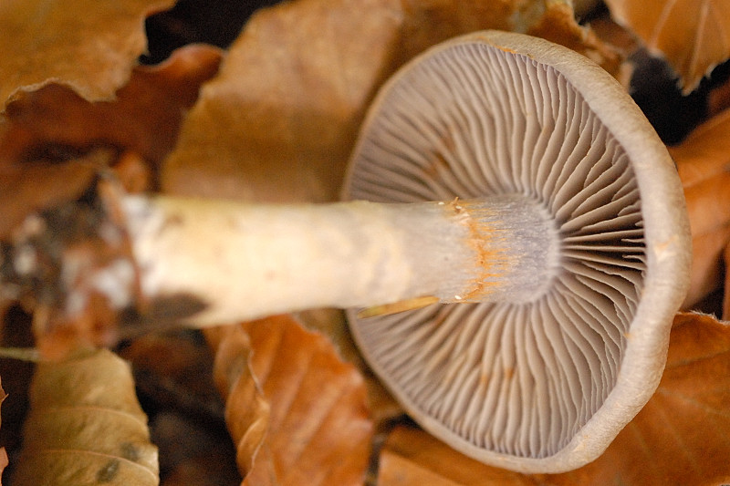 Файл:Cortinarius.torvus2.-.lindsey.jpg