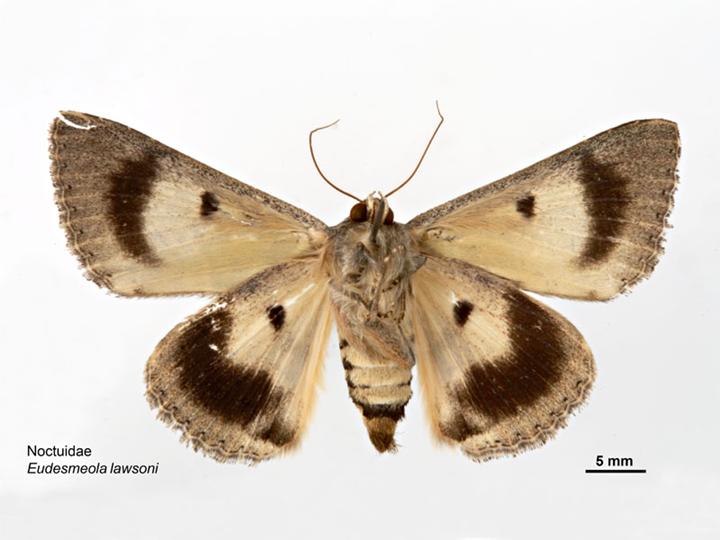 File:Eudesmeola lawsoni ventral.jpg