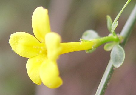 Файл:Jasminum fruticans a.JPG