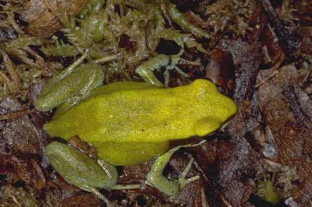 File:Mantella viridis01.jpg