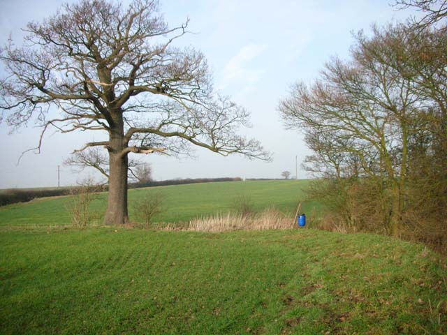 File:Parish Boundary Tree - geograph.org.uk - 111615.jpg