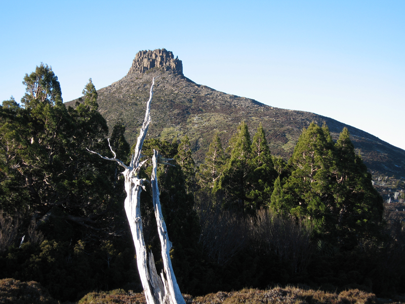 File:Pelion East tree foreground.jpg