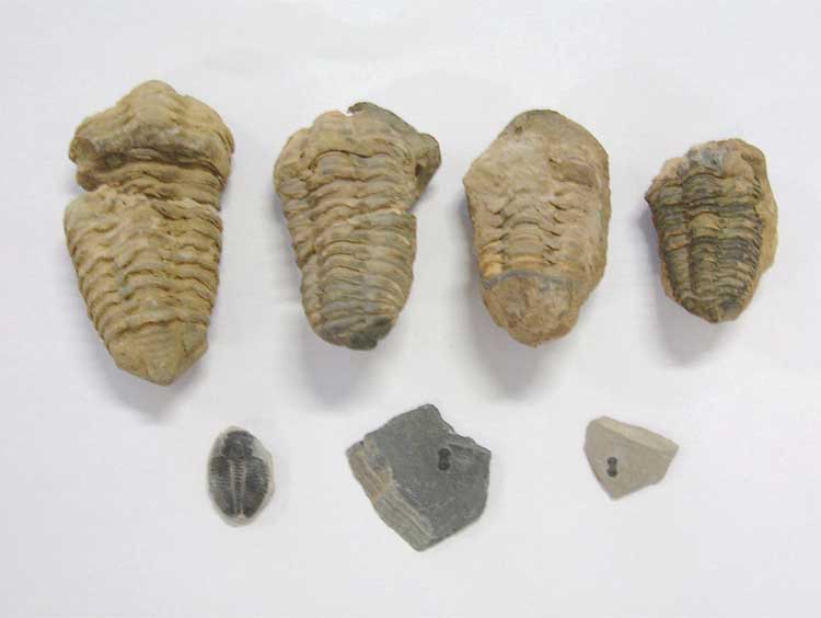 Archivo:Trilobites.jpg