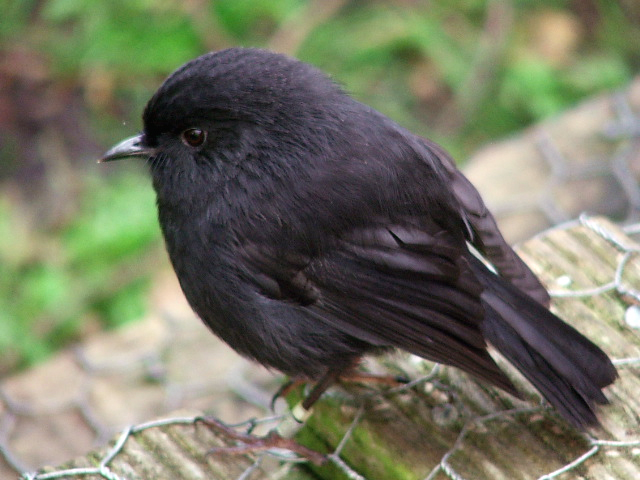 Файл:Black Robin on Rangatira Island.jpg